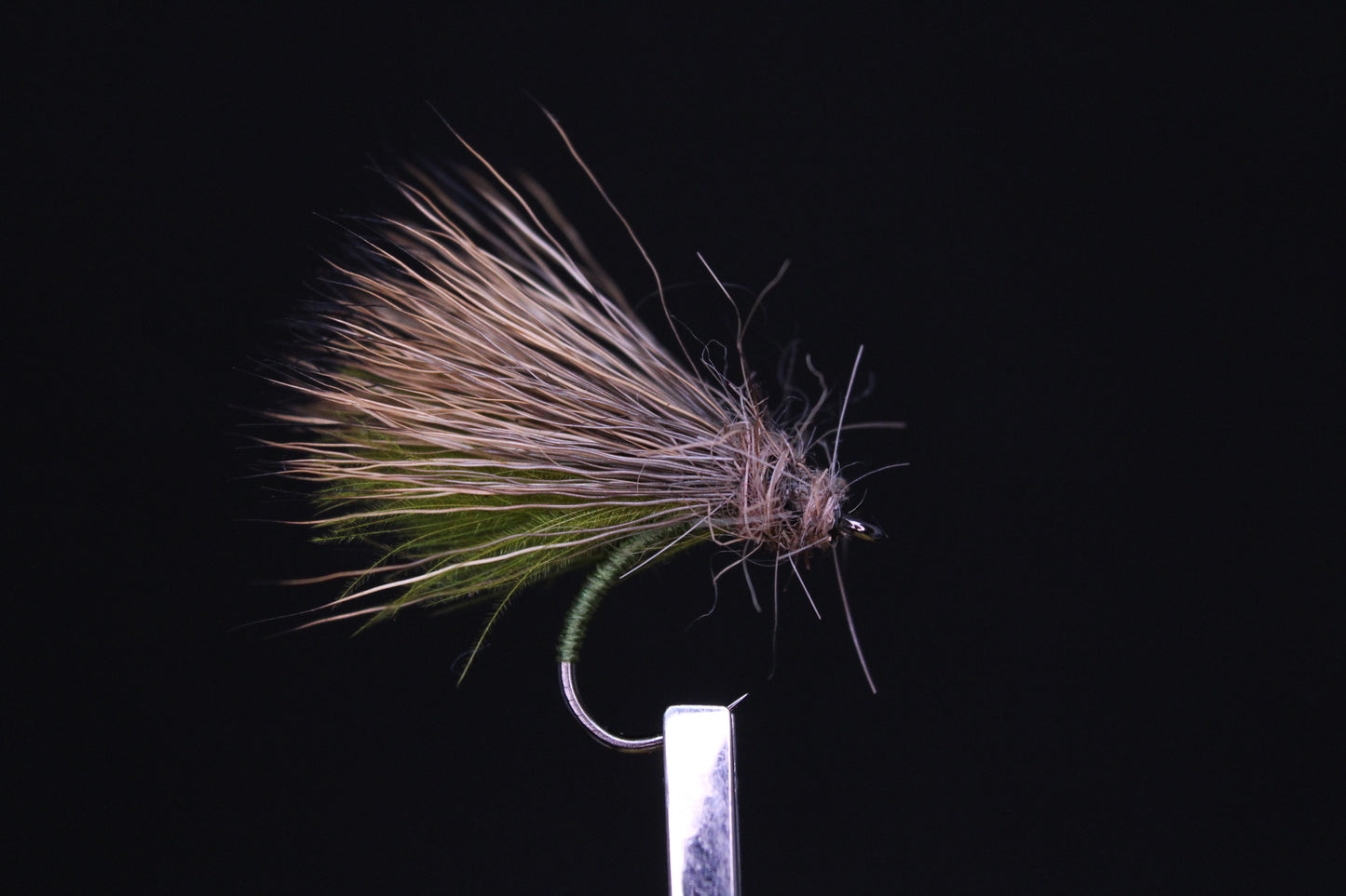 Oliv höstcaddis