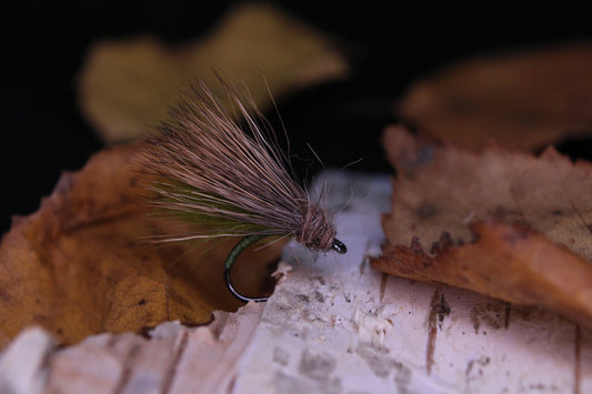 Oliv höstcaddis